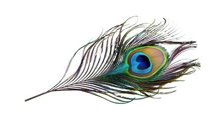 Obraz premium A peacock feather on transparent background