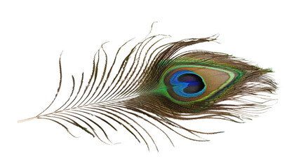 Fototapeta premium A peacock feather on transparent background