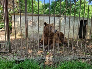Braunbär in Gefangenschaft - Käfighaltung