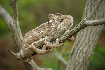 Veiled chameleon on the branch