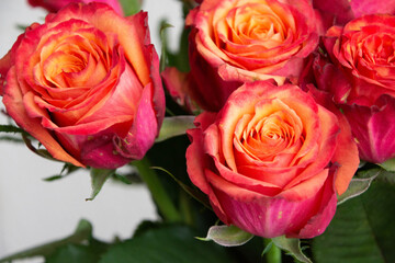 グラデーションカラーのバラ