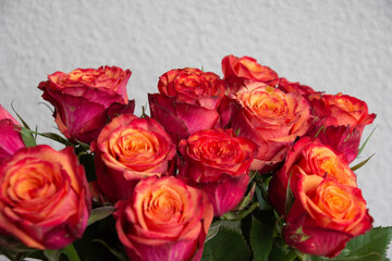 グラデーションカラーのばら