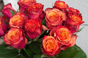 グラデーションカラーのバラ