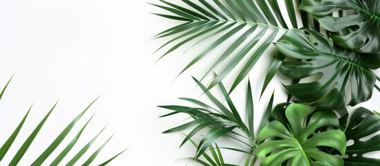 Lady palm and bamboo palm leaves on a white background for a design with copy space image
