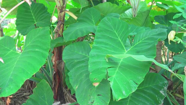 Daun talas or taleus or taro or Colocasia formosana.