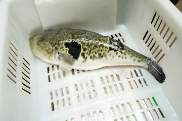 Puffer fish in a plastic basket, close-up photo