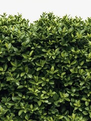 Hedges lining the property with green leaves.