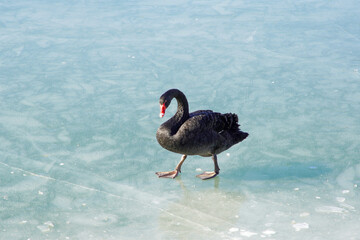 Fototapeta premium Black Swans on Ice in Summer Palace, Beijing