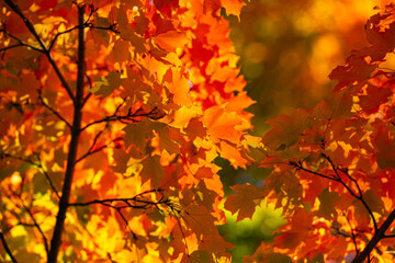 Beautiful autumn landscape. Autumn foliage.Falling maple leaf seasons. Maple leaves yellow, orange, red. Autumn leaves of maple trees. Autumn fall leaves in sunlight. Natural fall background.