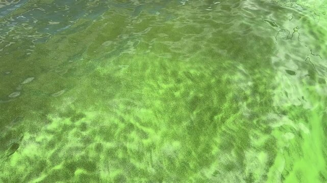 Eutrophication green water harmful algae bloom in river