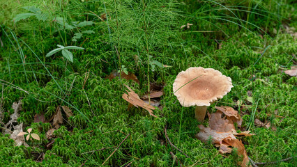A forest mushroom on a moss covered ground. 