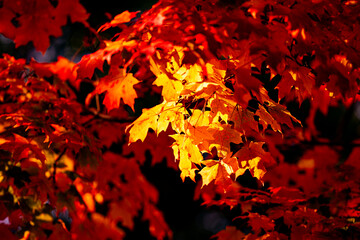 Autumn leaves of maple trees. Autumn fall leaves in sunlight. Natural autumn background. Autumnal background. Foliage, falling leaves background. Autumn leaf.