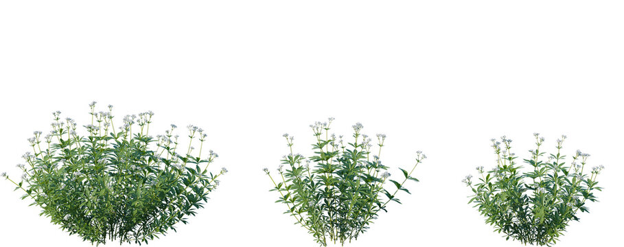 Set of Galium odoratum (the sweet woodruff, or sweetscented bedstraw) isolated png on a transparent background perfectly cutout high resolution