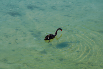 Black Swans in Summer Palace, beijing