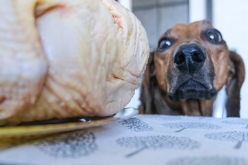 A dachshund dog tries to steal food from the table.