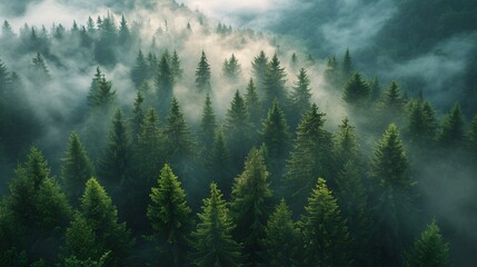 Dense evergreen trees rise above a layer of fog, illuminated by the soft light of dawn in a tranquil and remote forest