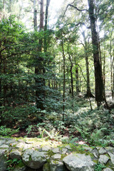 Giant Tall big old trees in the forest in day time with sunlight 