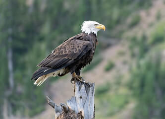 Bald Eagle in the Colorado Wilderness
