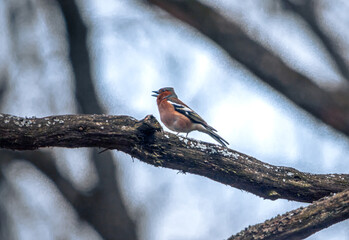 Wild bird