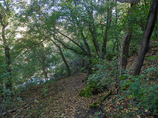 growing trees in Ukraine