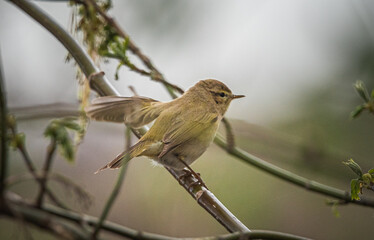 Wild bird