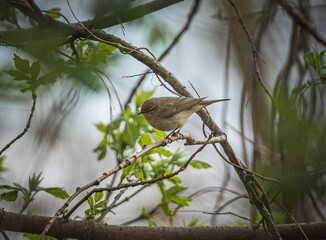 Sparrow