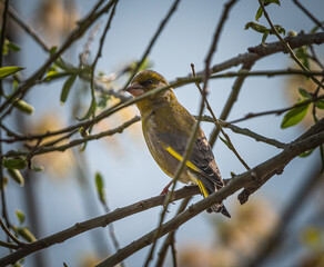 Wild bird