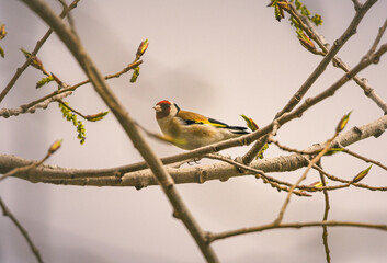 Naklejka premium Wild bird