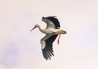 Stork