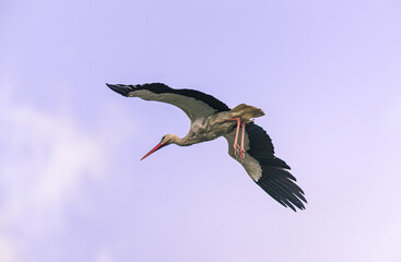 Stork