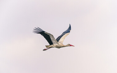 Stork