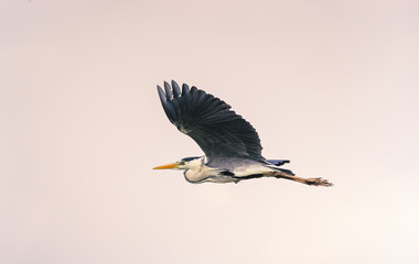 Heron