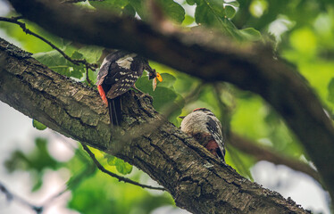 Woodpecker