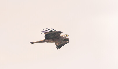 Wild bird