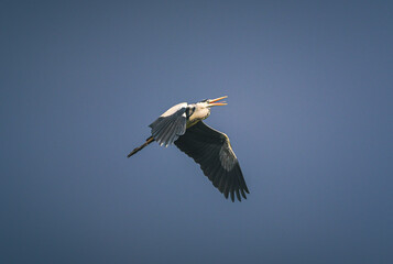 Wild bird
