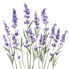 Naklejka premium Watercolor lavender clipart with delicate purple flowers and green stems.