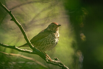 Wild bird