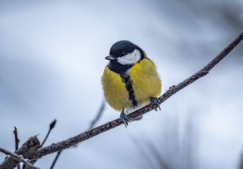 Wild bird