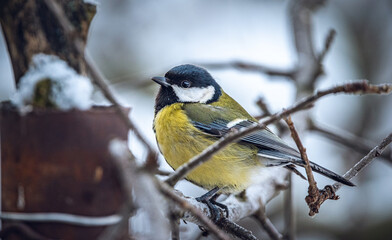 Wild bird