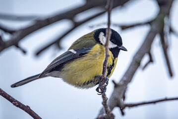 Wild bird