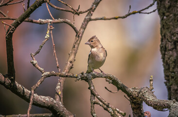 Wild bird