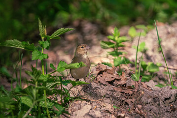 Wild bird