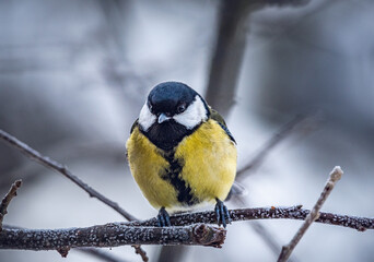 Fototapeta premium Wild bird