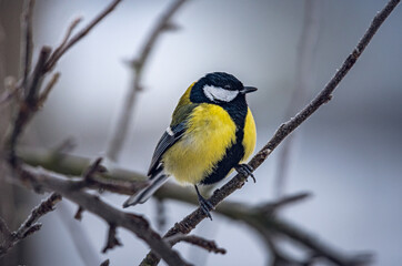 Fototapeta premium Wild bird