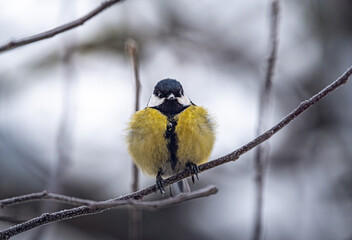 Wild bird