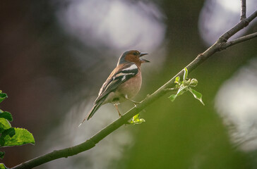 Wild bird