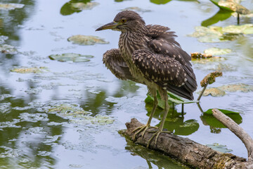 giovani di nitticora all'oasi naturalistica di Torrile e Trecasali.