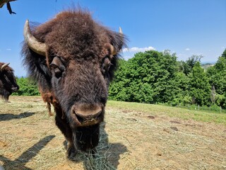 Bison