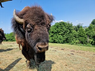 Bison
