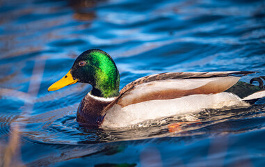 Wild duck